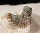 Wonderful Acanthopyge (Lobopyge) Trilobite #15552-1
